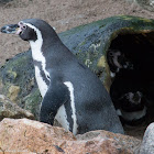 Humboldt's Penguin