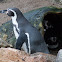 Humboldt's Penguin