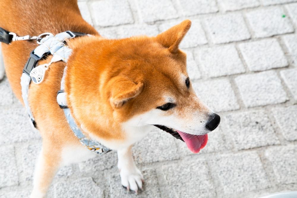 學會讀懂柴犬的肢體語言，如此才能夠理解牠們處於什麼樣的狀態。