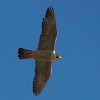 Peregrine Falcon