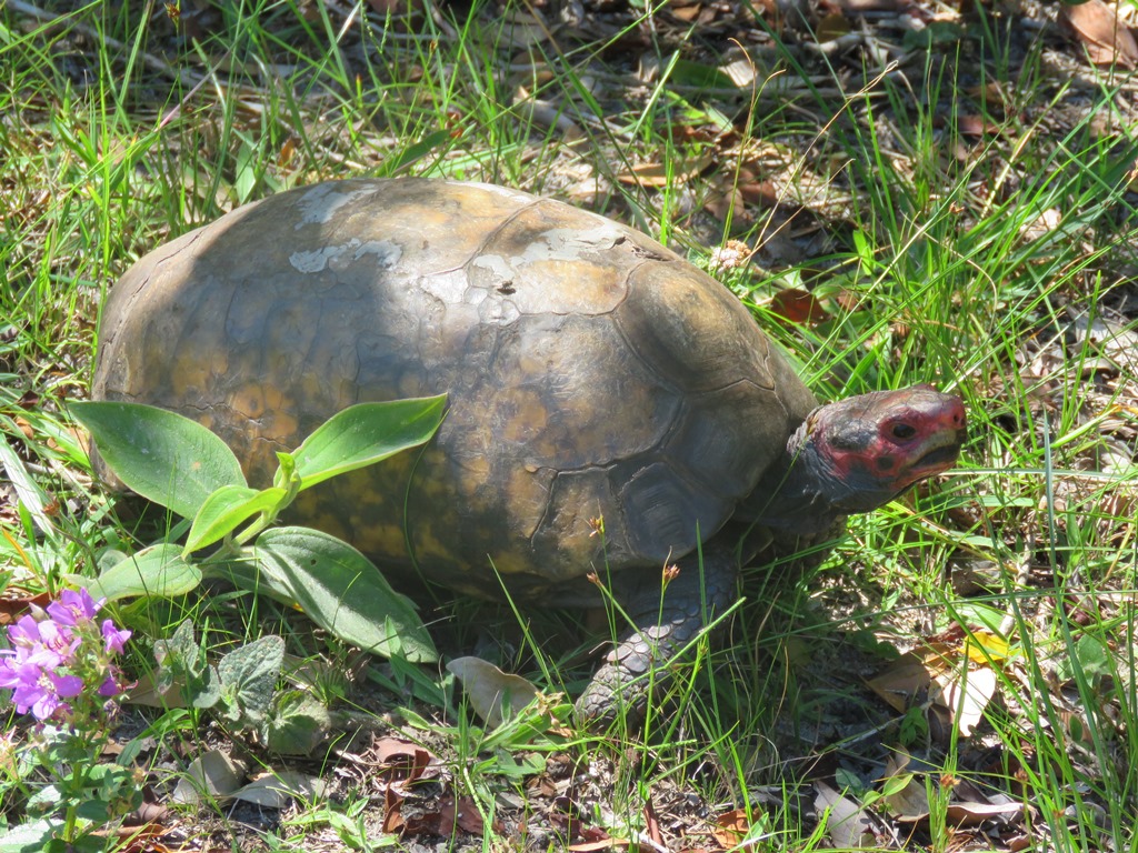 Red-footed tortoise