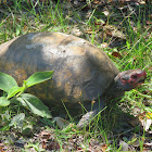 Red-footed tortoise