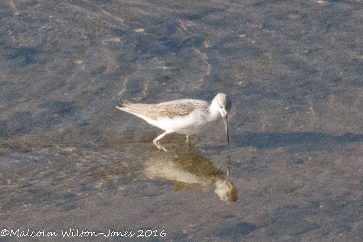 Greenshank