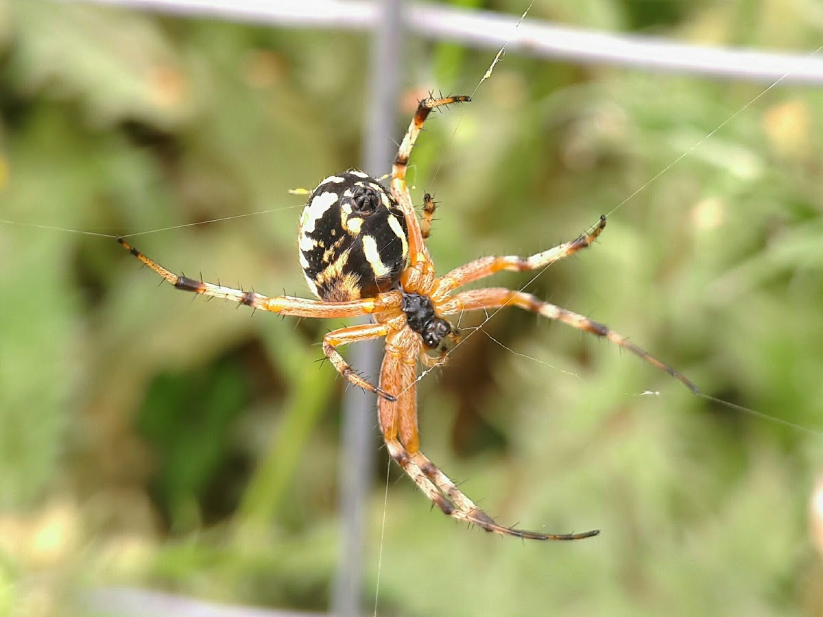 Tiger Spider