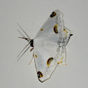 Mahometaria Moth