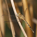 Blue Ground Skimmer