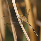 Blue Ground Skimmer