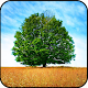 Download Tree HD Wallpaper For PC Windows and Mac 1.02