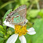 Hessles,  Hairstreak