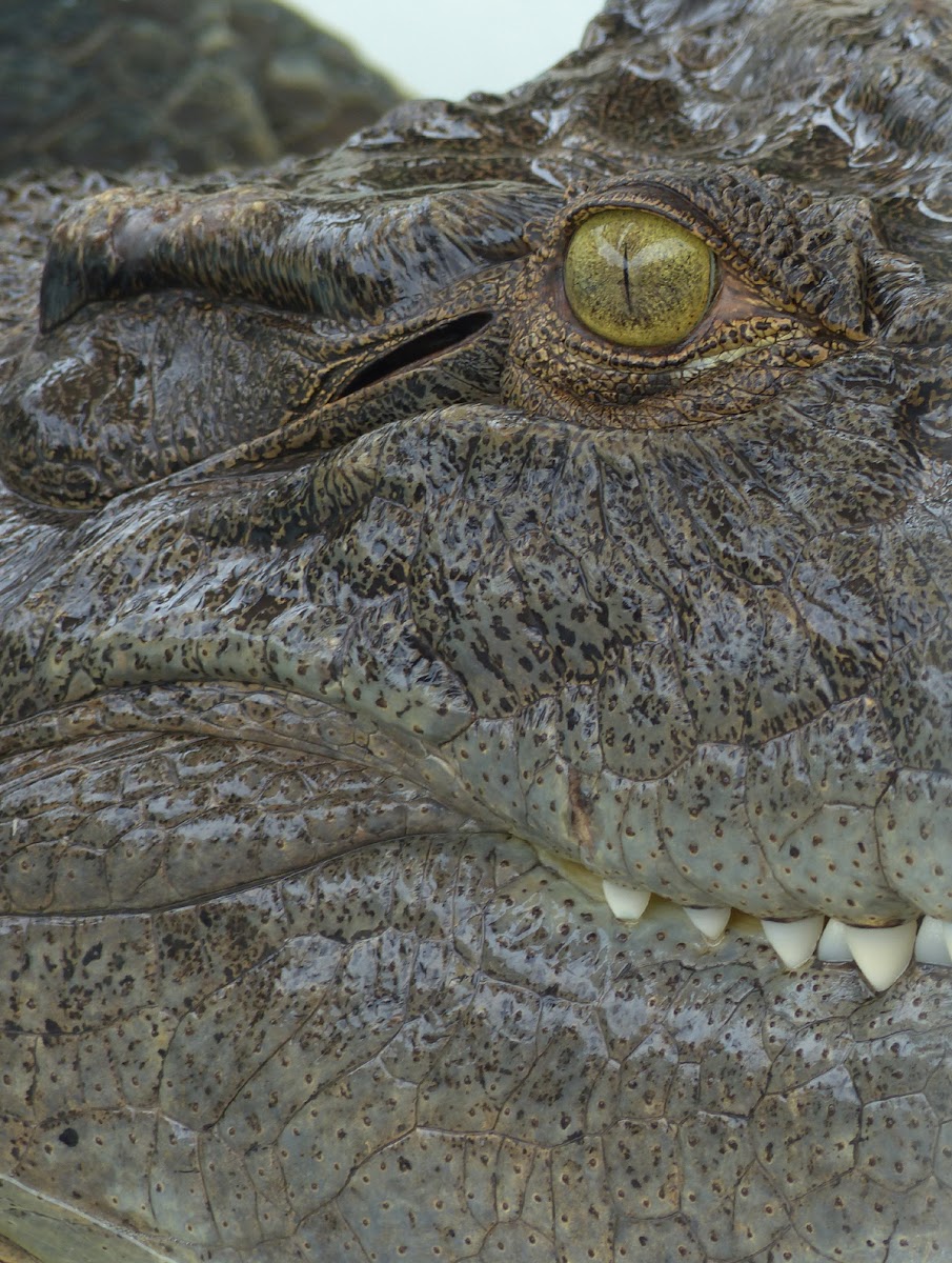 Saltwater Crocodile