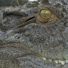 Saltwater Crocodile