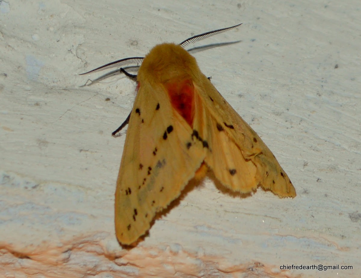 jute hairy caterpillar or Bihar hairy caterpillar