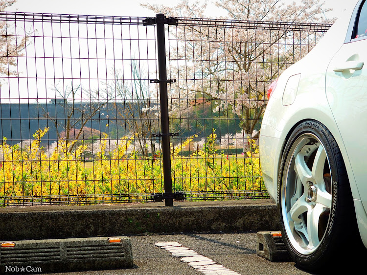 スカイラインの春の交通安全週間・桜とコラボ🌸・サクラと愛車・昆⭕食・Youtube🐍おろちんゆ〜に関するカスタム事例の投稿画像5枚目