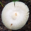 unknown toadstool