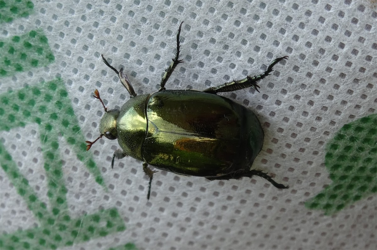 Shining leaf chafer