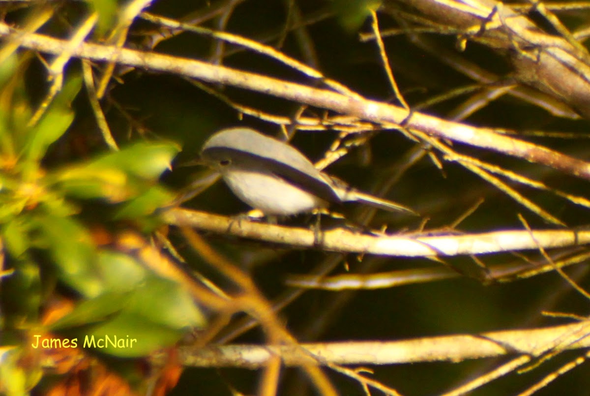 Blue-gray Gnatcatcher