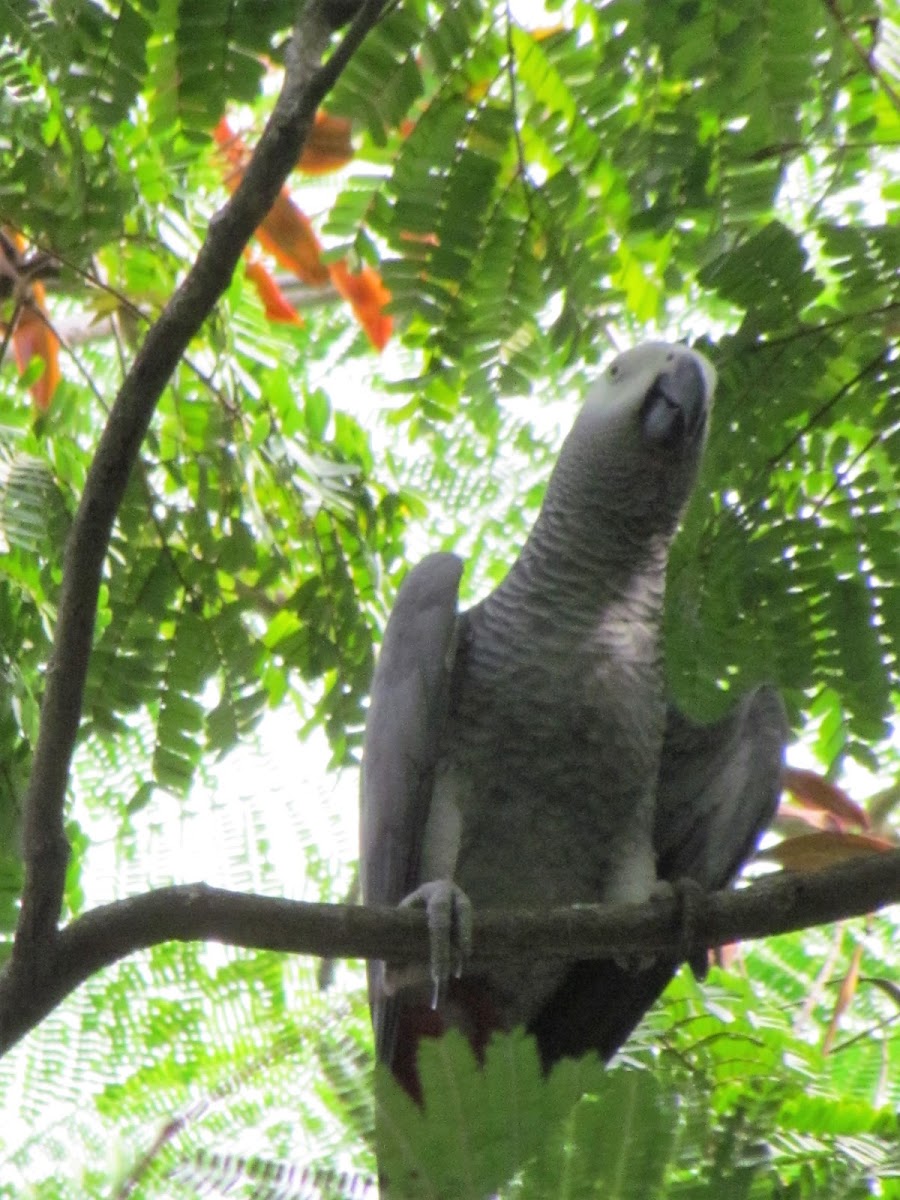 (Congo) African Grey parrot