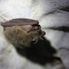 Townsend's big-eared bat