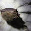 Townsend's big-eared bat