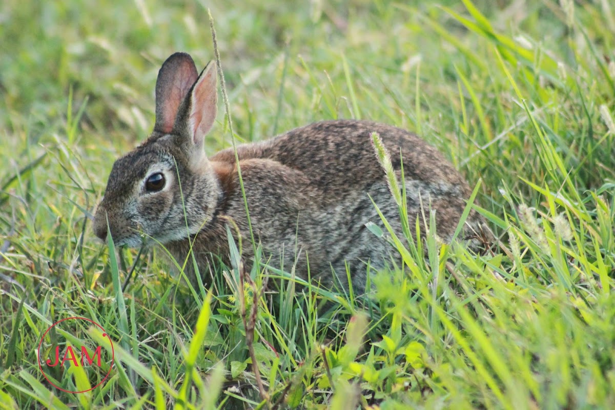 Eastern Cottontail Rabbit