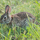 Eastern Cottontail Rabbit