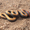 Ring-necked Snake