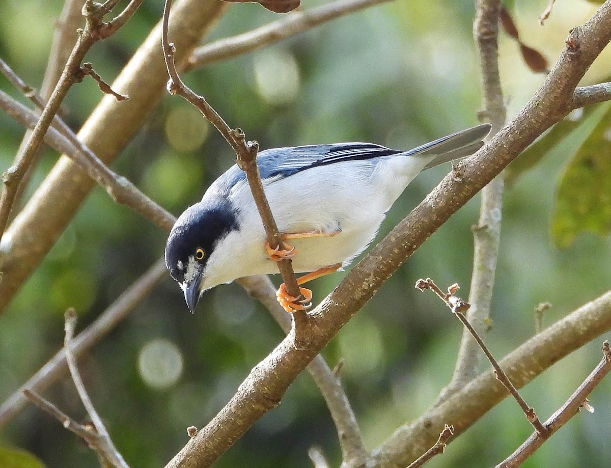 Hooded tanager