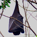 Golden-crowned Flying Fox