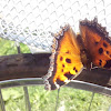 Large tortoiseshelly