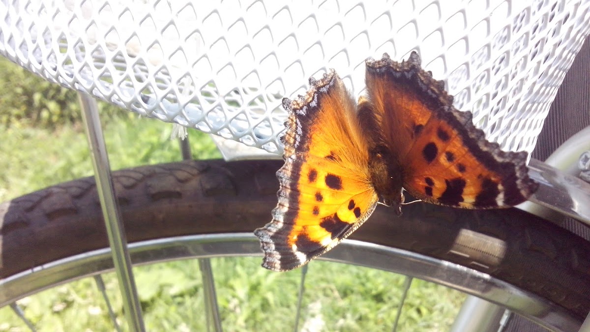 Large tortoiseshelly