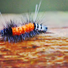 Caterpillar