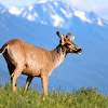 Columbian black-tailed deer