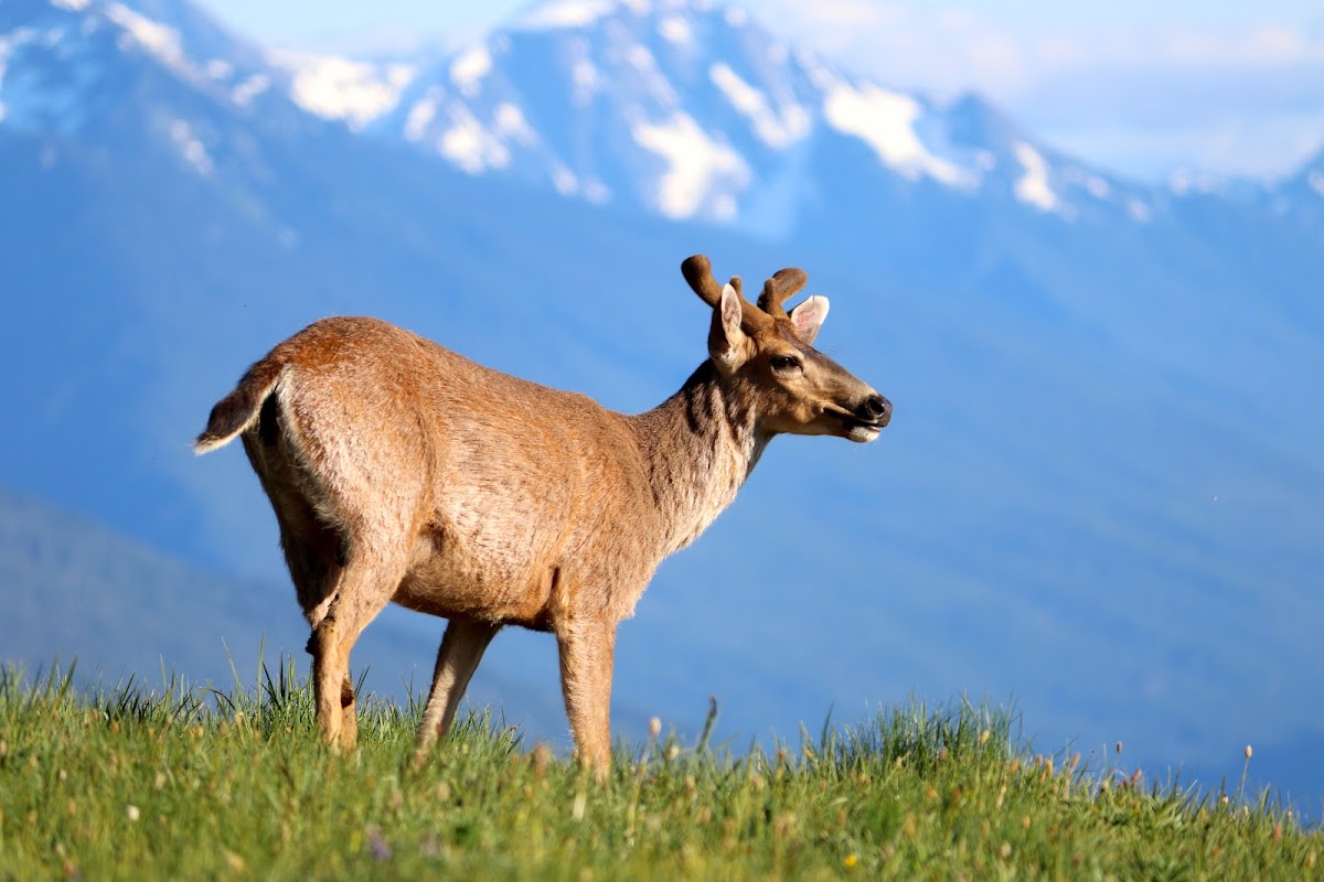 Columbian black-tailed deer