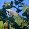 Green iguana