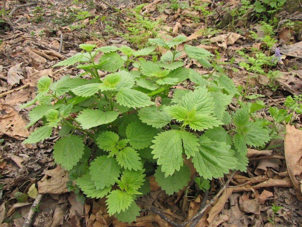 Stinging nettle