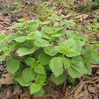 Stinging nettle