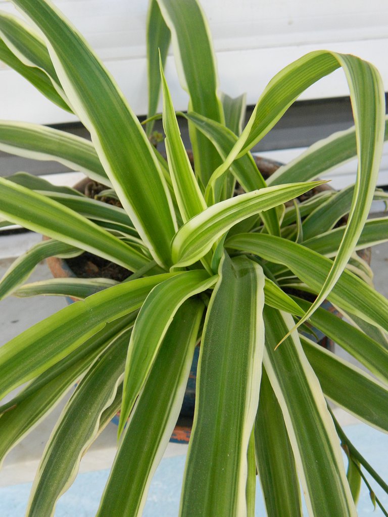 Spider plant (Χλωρόφυτο)