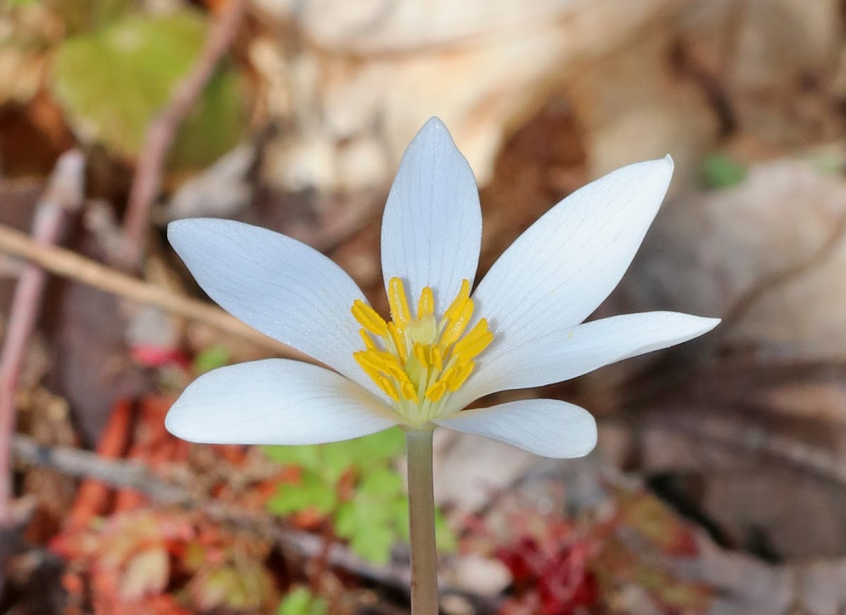 Bloodroot