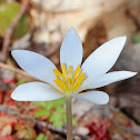 Bloodroot