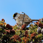 Golden-crowned Sparrow