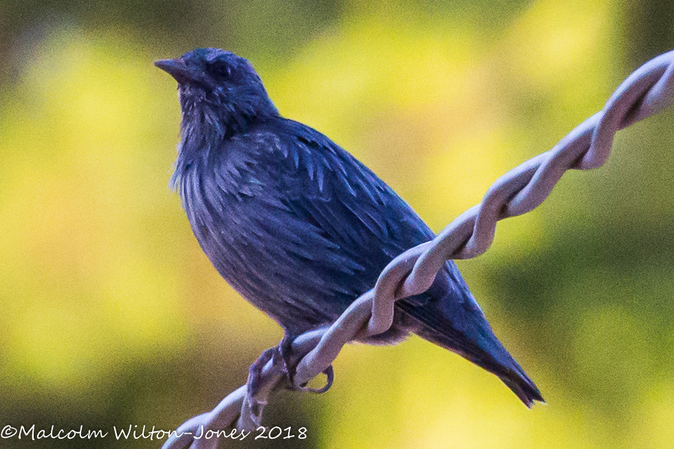 Spotless Starling; Estornino Negro