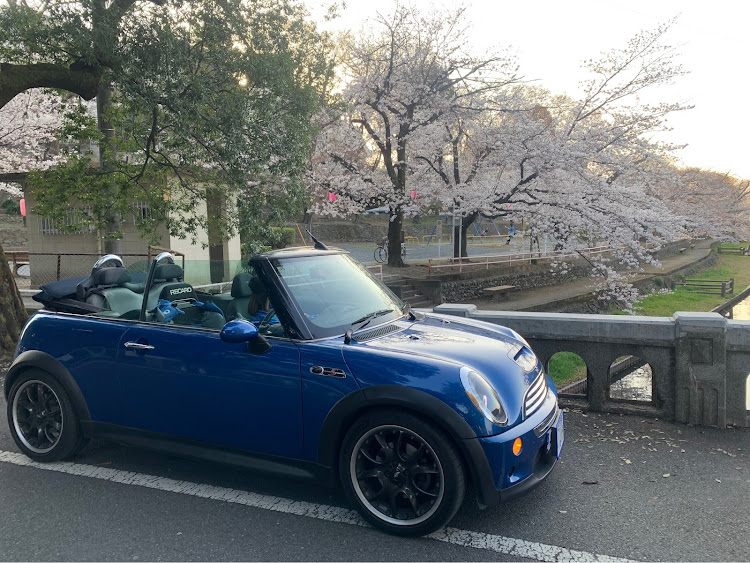 ミニ コンバーチブルの桜コラボ🌸に関するカスタム事例の投稿画像3枚目