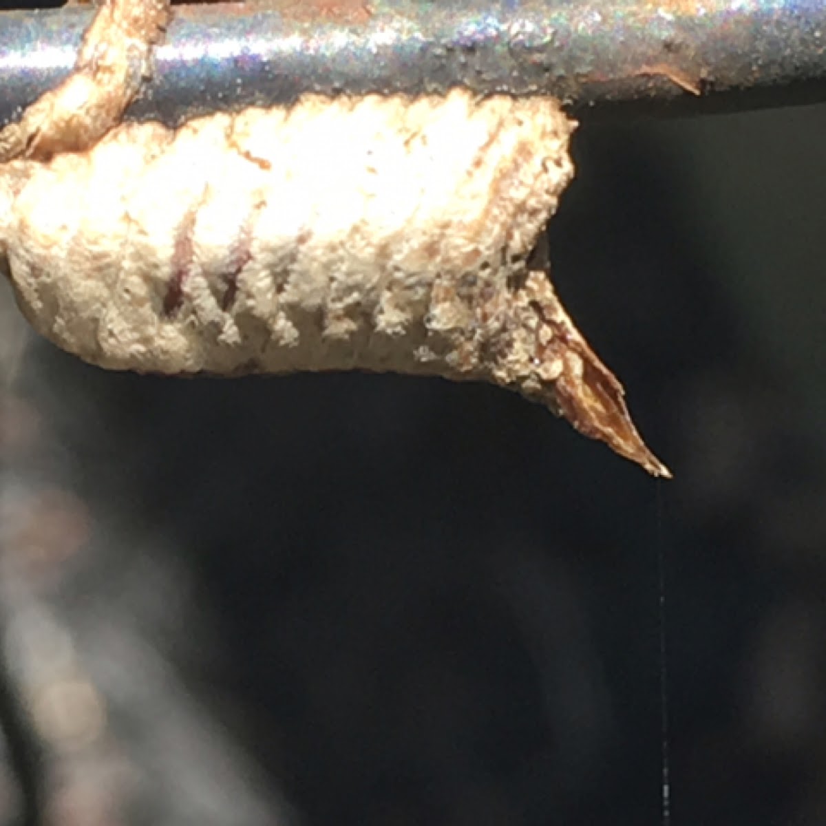 Brunner's Mantis ootheca (egg case)