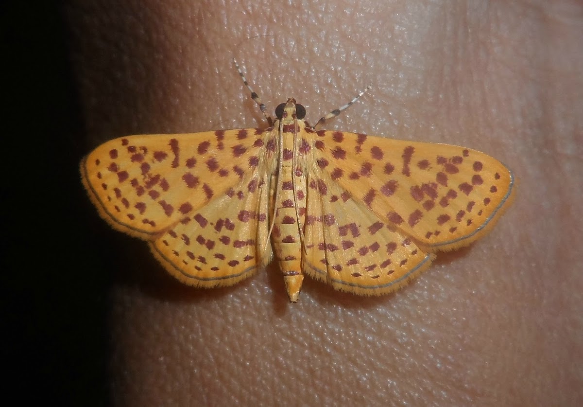 Many-spotted moth