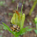 Six-Spotted Zigzag Ladybird