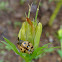 Six-Spotted Zigzag Ladybird