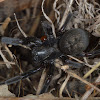 Black House spider (Female)