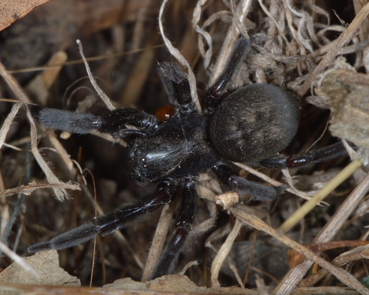 Black House spider (Female)