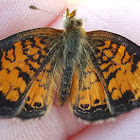 Pearl Crescent Butterfly