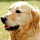 Golden Retriever Themes & New Tab